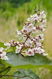 Attēlu rezultāti vaicājumam “Catalpa ovata flower”