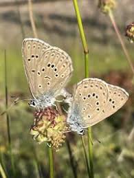 Attēlu rezultāti vaicājumam “Maculinea alcon”