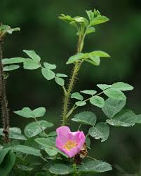 Attēlu rezultāti vaicājumam “Rosa glabrifolia”