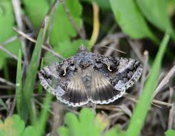 Attēlu rezultāti vaicājumam “Autographa gamma”