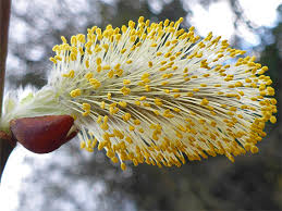 Attēlu rezultāti vaicājumam “Salix caprea male flower”