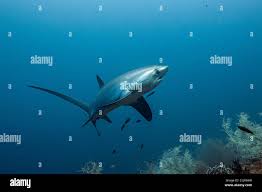 Image result for Alopias pelagicus