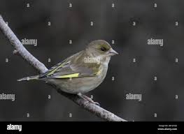 Attēlu rezultāti vaicājumam “Chloris chloris female”