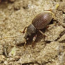 Attēlu rezultāti vaicājumam “Dryophilocoris flavoquadrimaculatus imago”