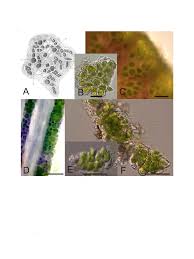 Attēlu rezultāti vaicājumam “Symphytocarpus impexus spores”