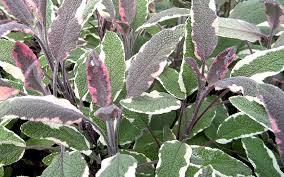 Image result for Salbei