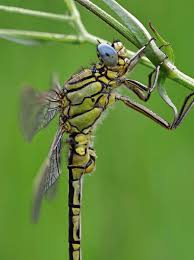 Attēlu rezultāti vaicājumam “Gomphus flavipes”