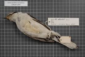 Attēlu rezultāti vaicājumam “Laniidae”