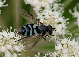 Attēlu rezultāti vaicājumam “Didea alneti”