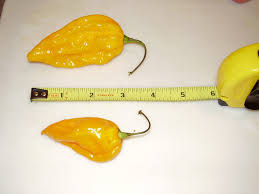 Afbeeldingsresultaat voor red fratali hot pepper