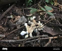 Attēlu rezultāti vaicājumam “Sebacina incrustans”