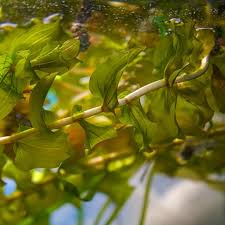 Attēlu rezultāti vaicājumam “Potamogeton perfoliatus flower”