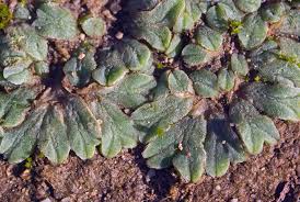 Attēlu rezultāti vaicājumam “Riccia canaliculata”