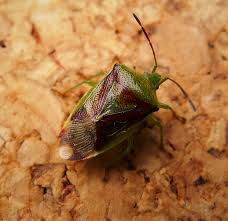 Attēlu rezultāti vaicājumam “Elasmostethus interstinctus”