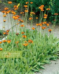 Image result for Hieracium aurantiacum