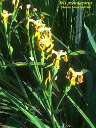 Attēlu rezultāti vaicājumam “Iris pseudacorus”