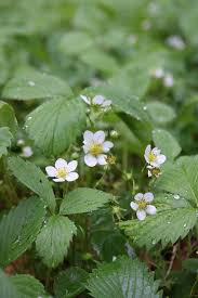 Attēlu rezultāti vaicājumam “Fragaria vesca flower”