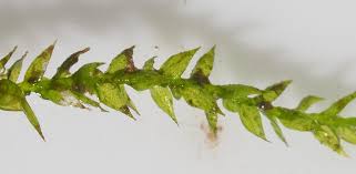 Attēlu rezultāti vaicājumam “Hygroamblystegium varium”