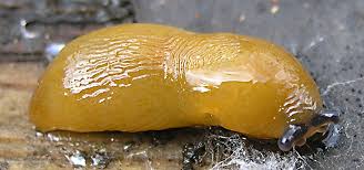 Attēlu rezultāti vaicājumam “Malacolimax tenellus”