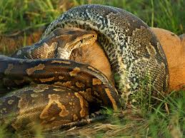 Mundo selvagem! Cobra p&iacute;ton africana ataca gnu; veja as imagens ...