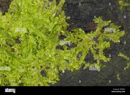 Attēlu rezultāti vaicājumam “Lophocolea bidentata”