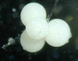 Attēlu rezultāti vaicājumam “Chara aspera”