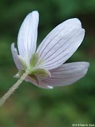 Attēlu rezultāti vaicājumam “Oxalis acetosella flower”