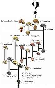 Image result for Evolution Stammbaum