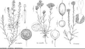 Attēlu rezultāti vaicājumam “Berteroa incana fruit”