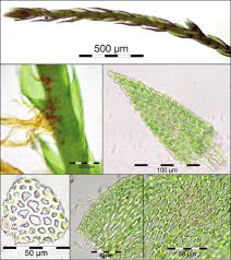 Attēlu rezultāti vaicājumam “Serpoleskea confervoides”