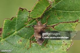 Attēlu rezultāti vaicājumam “Pentatoma rufipes”