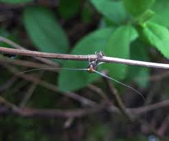 Attēlu rezultāti vaicājumam “Nematopogon sp.”