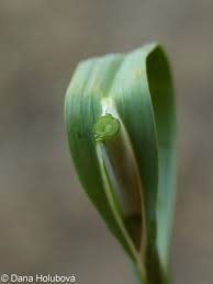 Attēlu rezultāti vaicājumam “Allium scorodoprasum leaf”