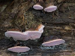 Attēlu rezultāti vaicājumam “Fomitopsis rosea”