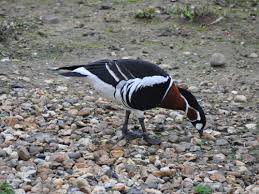 Attēlu rezultāti vaicājumam “Branta ruficollis adult”