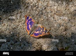 Attēlu rezultāti vaicājumam “Apatura ilia”