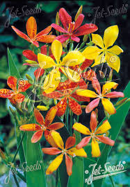 Image result for Pardancanda norrisii