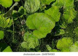 Attēlu rezultāti vaicājumam “Tussilago farfara leaf”