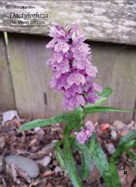 Attēlu rezultāti vaicājumam “Dactylorhiza maculata bud”