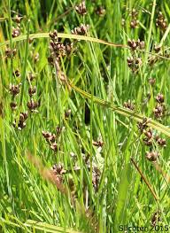 Attēlu rezultāti vaicājumam “Scheuchzeria palustris flower”
