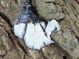 Attēlu rezultāti vaicājumam “Stemonitis fusca stalked”