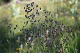 Attēlu rezultāti vaicājumam “Briza media flower”