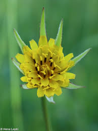 Attēlu rezultāti vaicājumam “Tragopogon pratensis subsp. pratensis”