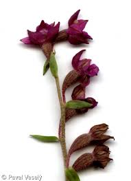 Attēlu rezultāti vaicājumam “Epipactis atrorubens bud”