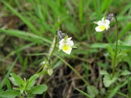 Attēlu rezultāti vaicājumam “Viola arvensis bud”