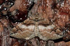 Attēlu rezultāti vaicājumam “Pareulype berberata”