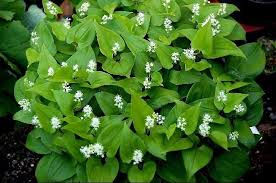 Attēlu rezultāti vaicājumam “Maianthemum bifolium leaf”