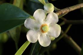 Attēlu rezultāti vaicājumam “Clusiaceae”