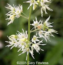 Attēlu rezultāti vaicājumam “Echinocystis lobata flower”