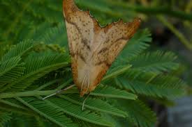 Attēlu rezultāti vaicājumam “Ennomos autumnaria”